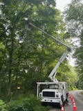 Tree-Removals-Partially-Due-to-Hypoxylon-Canker-in-Ridgely-MD 0